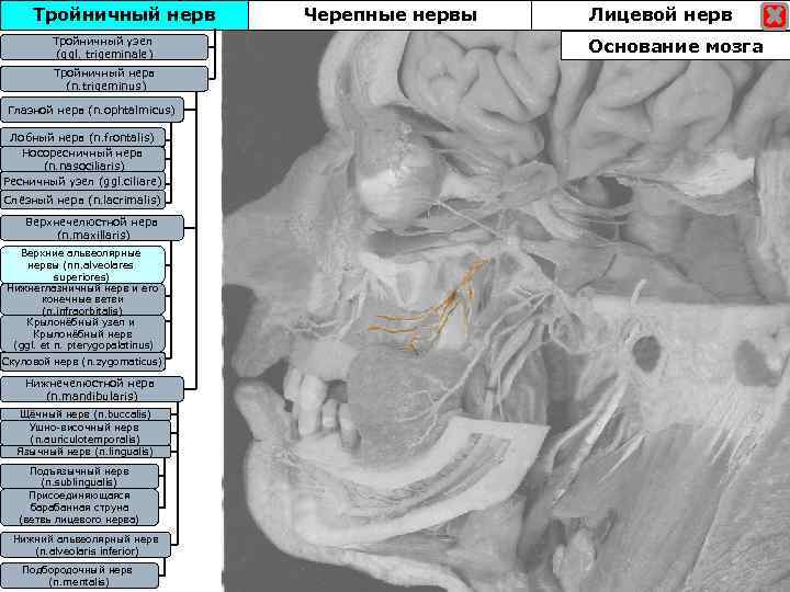 Тройничный нерв Тройничны узел Тройничныйузел (ggl. trigeminale) Тройничный нерв (n. trigeminus) Глазной нерв (n.