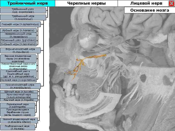 Тройничный нерв Тройничны узел Тройничныйузел (ggl. trigeminale) Тройничный нерв (n. trigeminus) Глазной нерв (n.