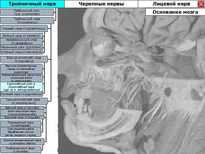Тройничный нерв Тройничны узел Тройничныйузел (ggl. trigeminale) Тройничный нерв (n. trigeminus) Глазной нерв (n.