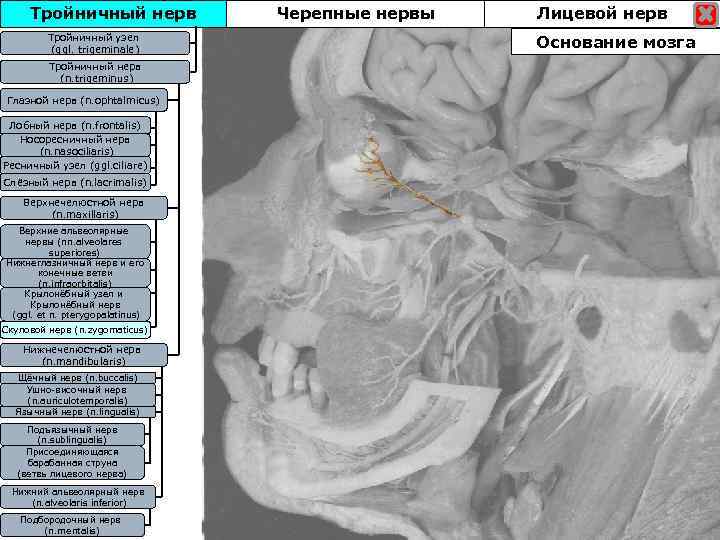 Тройничный нерв Тройничны узел Тройничныйузел (ggl. trigeminale) Тройничный нерв (n. trigeminus) Глазной нерв (n.