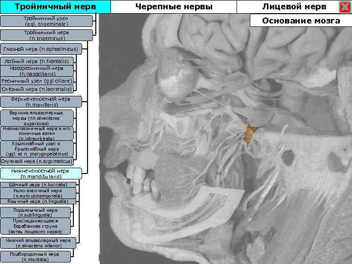 Тройничный нерв Тройничны узел Тройничныйузел (ggl. trigeminale) Тройничный нерв (n. trigeminus) Глазной нерв (n.