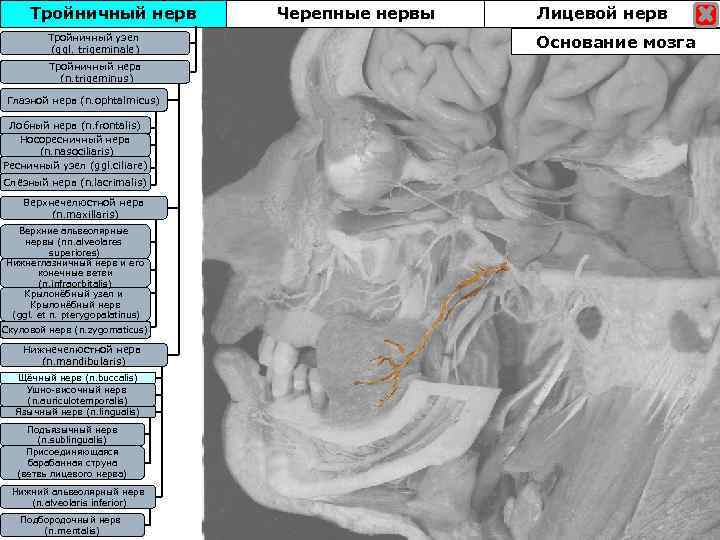 Тройничный нерв Тройничны узел Тройничныйузел (ggl. trigeminale) Тройничный нерв (n. trigeminus) Глазной нерв (n.