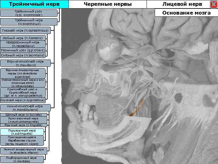Тройничный нерв Тройничны узел Тройничныйузел (ggl. trigeminale) Тройничный нерв (n. trigeminus) Глазной нерв (n.