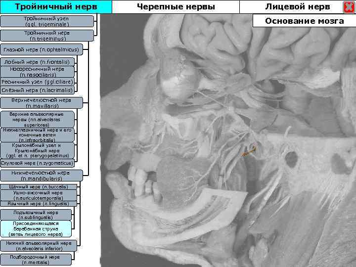 Тройничный нерв Тройничны узел Тройничныйузел (ggl. trigeminale) Тройничный нерв (n. trigeminus) Глазной нерв (n.