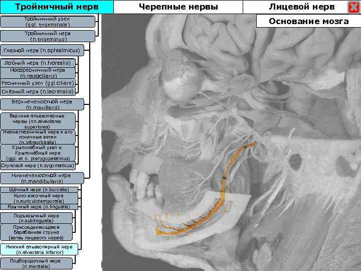 Тройничный нерв Тройничны узел Тройничныйузел (ggl. trigeminale) Тройничный нерв (n. trigeminus) Глазной нерв (n.