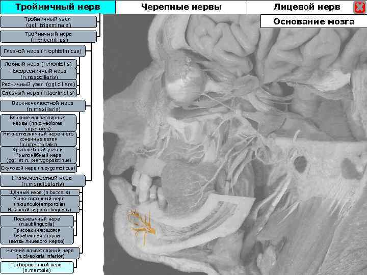 Тройничный нерв Тройничны узел Тройничныйузел (ggl. trigeminale) Тройничный нерв (n. trigeminus) Глазной нерв (n.
