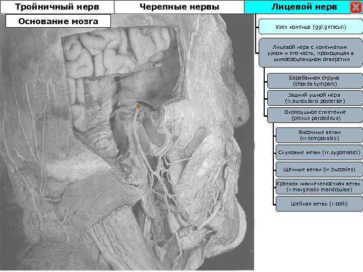 Тройничный нерв Основание мозга Черепные нервы Лицевой нерв Узел коленца (ggl. geniculi) Лицевой нерв