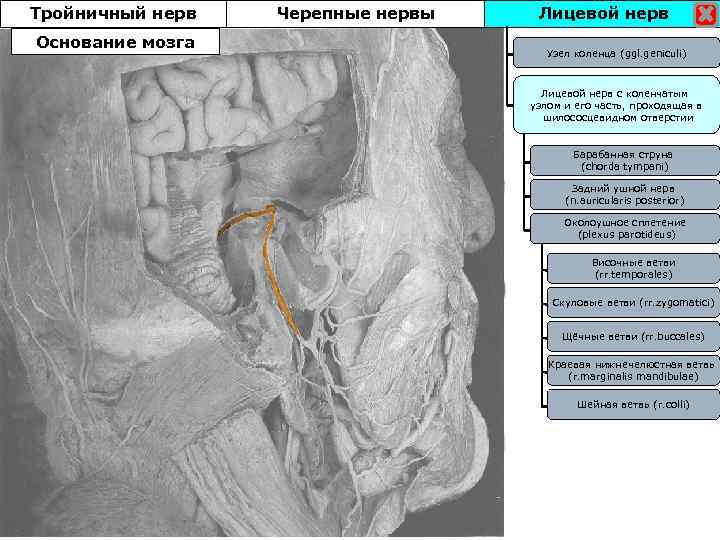 Тройничный нерв Основание мозга Черепные нервы Лицевой нерв Узел коленца (ggl. geniculi) Лицевой нерв