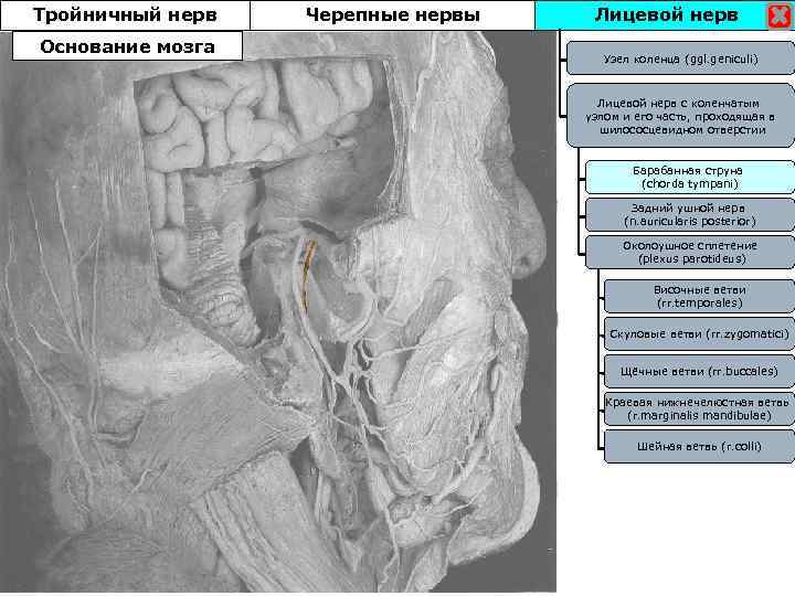 Тройничный нерв Основание мозга Черепные нервы Лицевой нерв Узел коленца (ggl. geniculi) Лицевой нерв