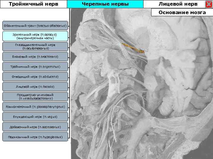 Тройничный нерв Черепные нервы Лицевой нерв Основание мозга Обонятельный тракт (tractus olfactorius) Зрительный нерв