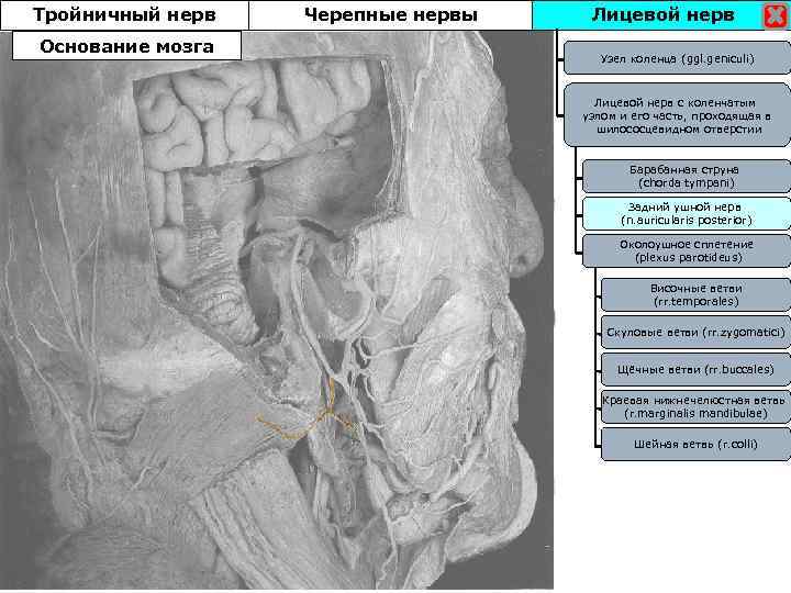 Тройничный нерв Основание мозга Черепные нервы Лицевой нерв Узел коленца (ggl. geniculi) Лицевой нерв