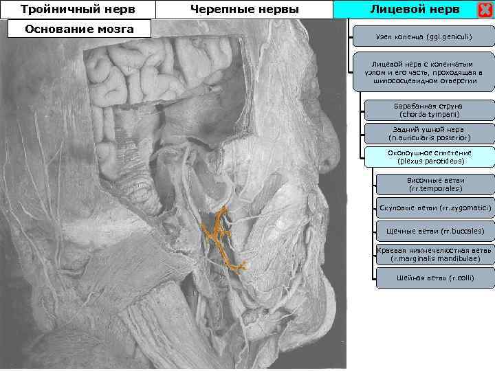 Тройничный нерв Основание мозга Черепные нервы Лицевой нерв Узел коленца (ggl. geniculi) Лицевой нерв