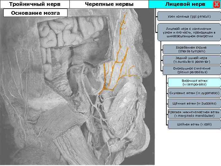 Тройничный нерв Основание мозга Черепные нервы Лицевой нерв Узел коленца (ggl. geniculi) Лицевой нерв