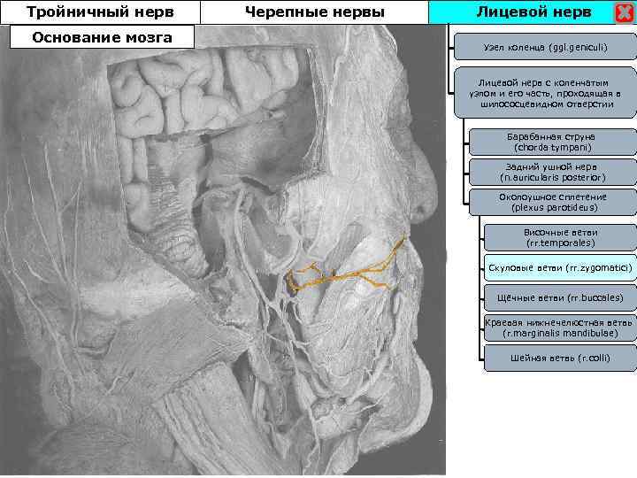 Тройничный нерв Основание мозга Черепные нервы Лицевой нерв Узел коленца (ggl. geniculi) Лицевой нерв