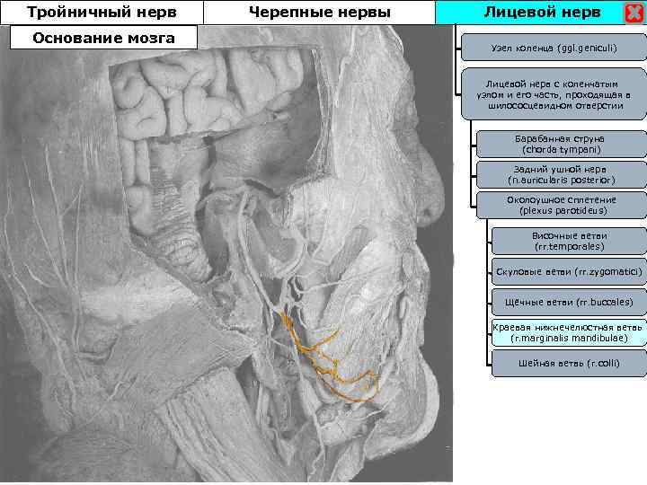 Тройничный нерв Основание мозга Черепные нервы Лицевой нерв Узел коленца (ggl. geniculi) Лицевой нерв