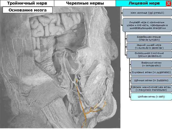 Тройничный нерв Основание мозга Черепные нервы Лицевой нерв Узел коленца (ggl. geniculi) Лицевой нерв