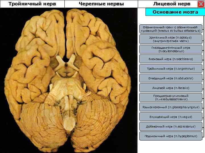 Тройничный нерв Черепные нервы Лицевой нерв Основание мозга Обонятельный тракт с обонятельной луковицей (tractus