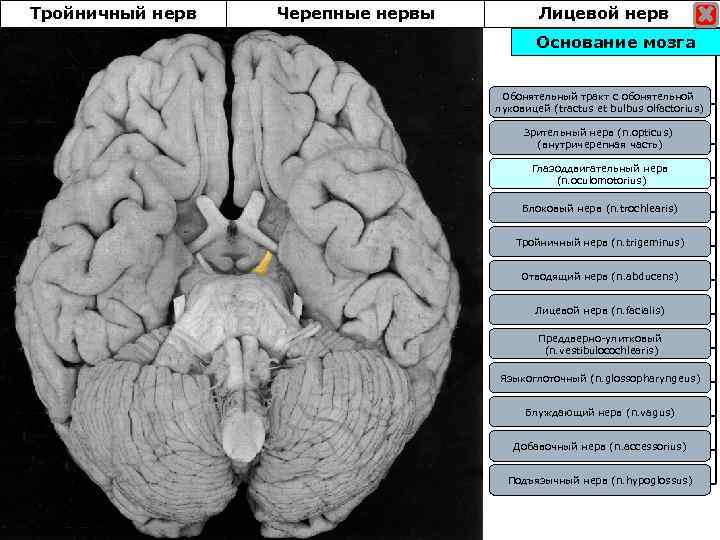 Тройничный нерв Черепные нервы Лицевой нерв Основание мозга Обонятельный тракт с обонятельной луковицей (tractus