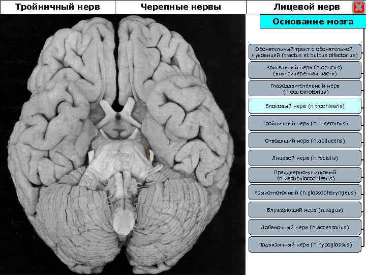 Тройничный нерв Черепные нервы Лицевой нерв Основание мозга Обонятельный тракт с обонятельной луковицей (tractus