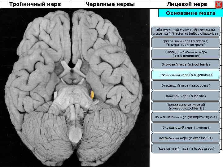 Тройничный нерв Черепные нервы Лицевой нерв Основание мозга Обонятельный тракт с обонятельной луковицей (tractus
