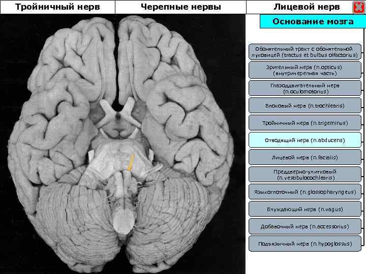Тройничный нерв Черепные нервы Лицевой нерв Основание мозга Обонятельный тракт с обонятельной луковицей (tractus