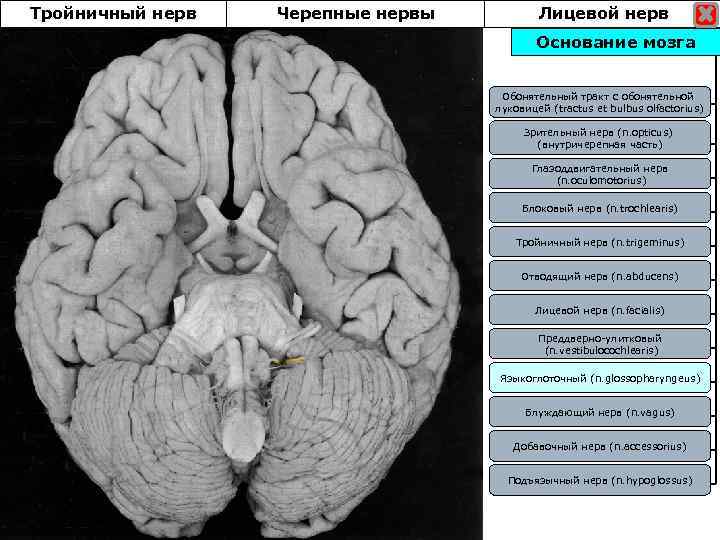 Тройничный нерв Черепные нервы Лицевой нерв Основание мозга Обонятельный тракт с обонятельной луковицей (tractus