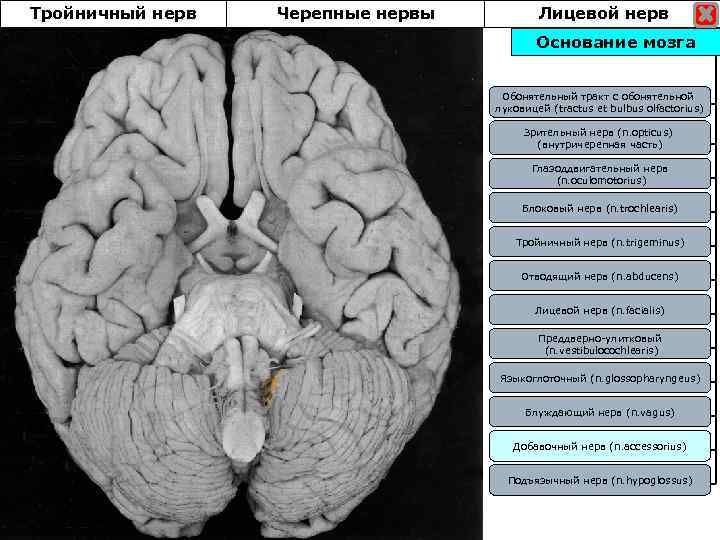 Тройничный нерв Черепные нервы Лицевой нерв Основание мозга Обонятельный тракт с обонятельной луковицей (tractus
