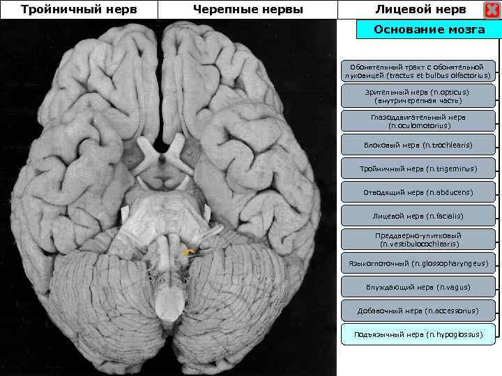 Тройничный нерв Черепные нервы Лицевой нерв Основание мозга Обонятельный тракт с обонятельной луковицей (tractus