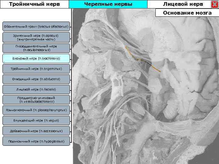Тройничный нерв Черепные нервы Лицевой нерв Основание мозга Обонятельный тракт (tractus olfactorius) Зрительный нерв