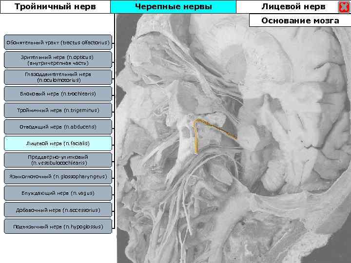 Тройничный нерв Черепные нервы Лицевой нерв Основание мозга Обонятельный тракт (tractus olfactorius) Зрительный нерв