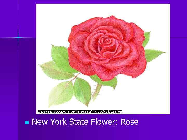 n New York State Flower: Rose 