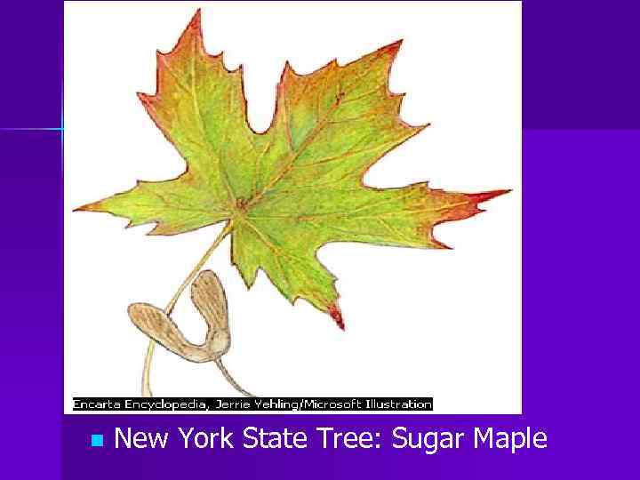 n New York State Tree: Sugar Maple 
