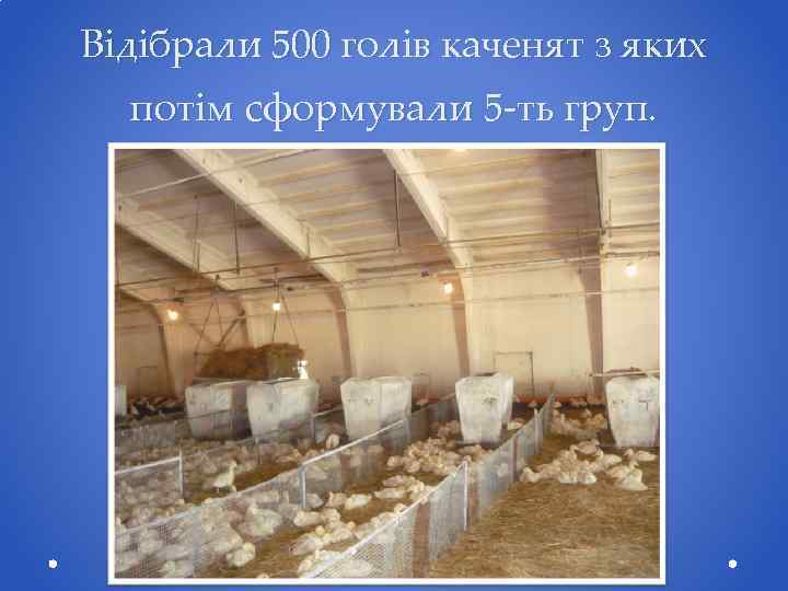 Відібрали 500 голів каченят з яких потім сформували 5 -ть груп. 