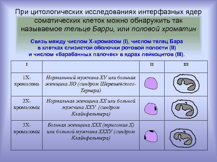 При цитологических исследованиях интерфазных ядер соматических клеток можно обнаружить так называемое тельце Барри, или