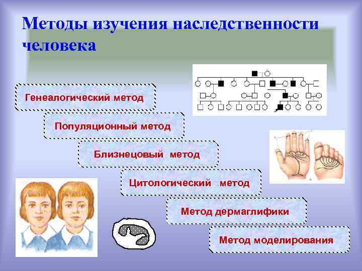 Методы изучения наследственности человека Генеалогический метод Популяционный метод Близнецовый метод Цитологический метод Метод дермаглифики