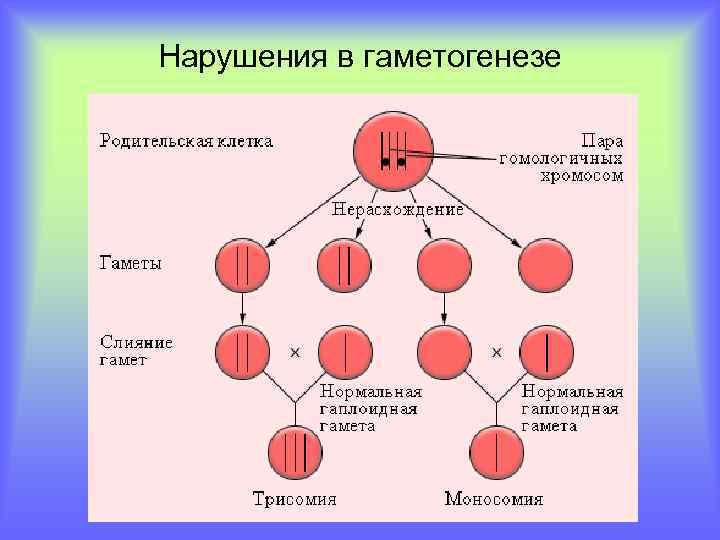Нарушения в гаметогенезе 