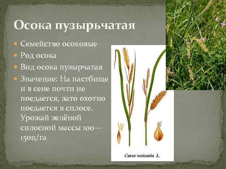 Осока пузырьчатая Семейство осоковые Род осока Вид осока пузырчатая Значение: На пастбище и в