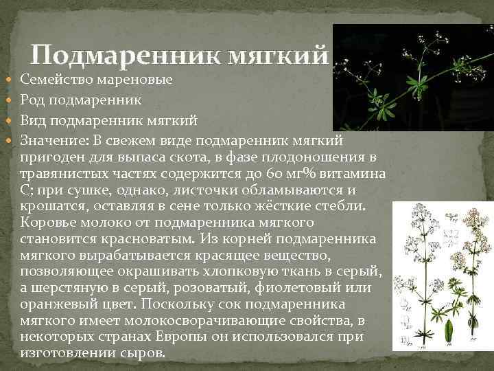 Подмаренник мягкий Семейство мареновые Род подмаренник Вид подмаренник мягкий Значение: В свежем виде подмаренник