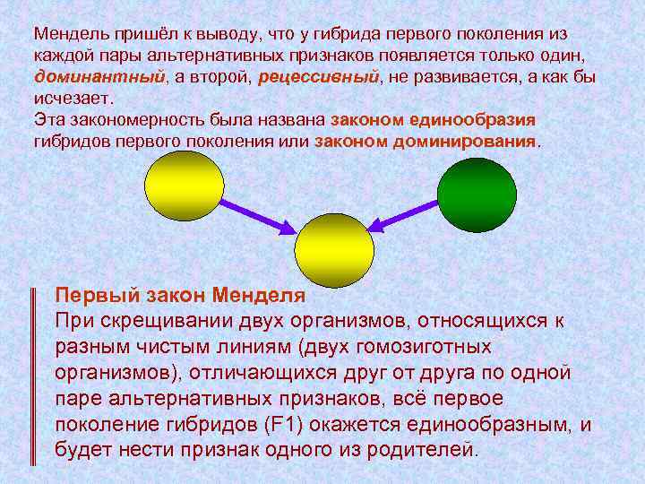 Мендель пришёл к выводу, что у гибрида первого поколения из каждой пары альтернативных признаков