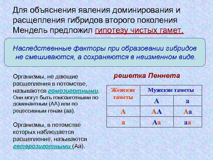 Для объяснения явления доминирования и расщепления гибридов второго поколения Мендель предложил гипотезу чистых гамет.