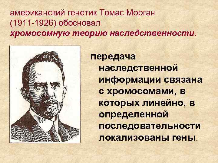 американский генетик Томас Морган (1911 -1926) обосновал хромосомную теорию наследственности. передача наследственной информации связана