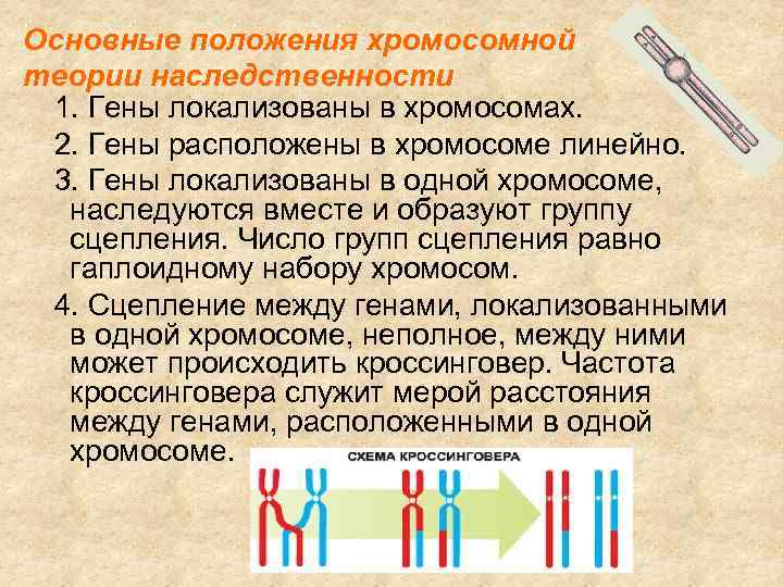 Основные положения хромосомной теории наследственности 1. Гены локализованы в хромосомах. 2. Гены расположены в