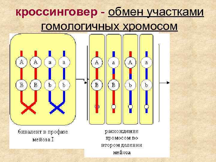 кроссинговер - обмен участками гомологичных хромосом 