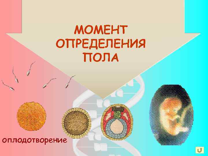 МОМЕНТ ОПРЕДЕЛЕНИЯ ПОЛА оплодотворение 