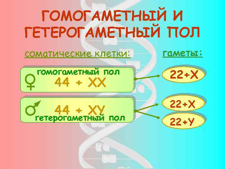 ГОМОГАМЕТНЫЙ И ГЕТЕРОГАМЕТНЫЙ ПОЛ соматические клетки: гаметы: гомогаметный пол 22+Х 44 + ХY пол