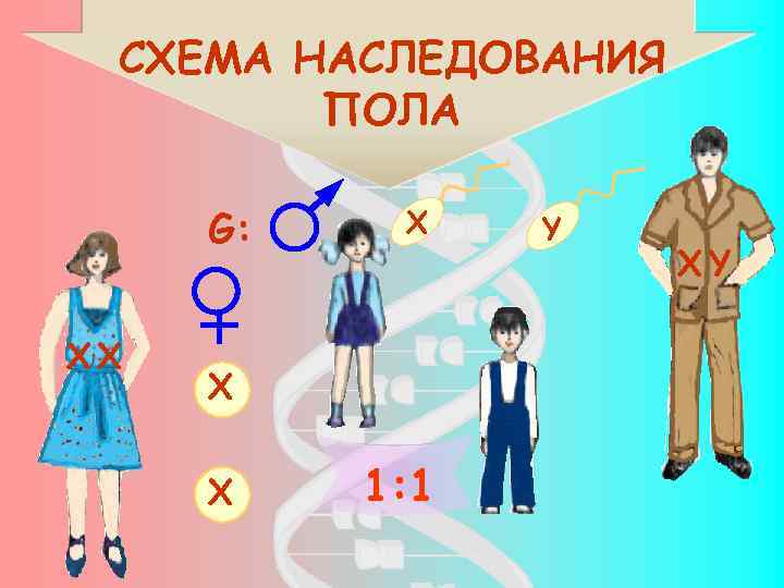 СХЕМА НАСЛЕДОВАНИЯ ПОЛА G: XX X 1: 1 Y XY 