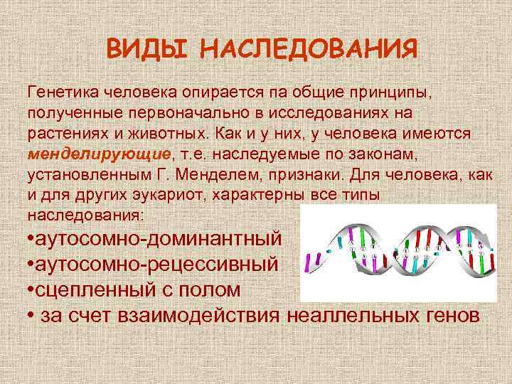 ВИДЫ НАСЛЕДОВАНИЯ Генетика человека опирается па общие принципы, полученные первоначально в исследованиях на растениях