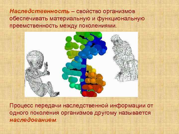 Наследственность – свойство организмов обеспечивать материальную и функциональную преемственность между поколениями. Процесс передачи наследственной