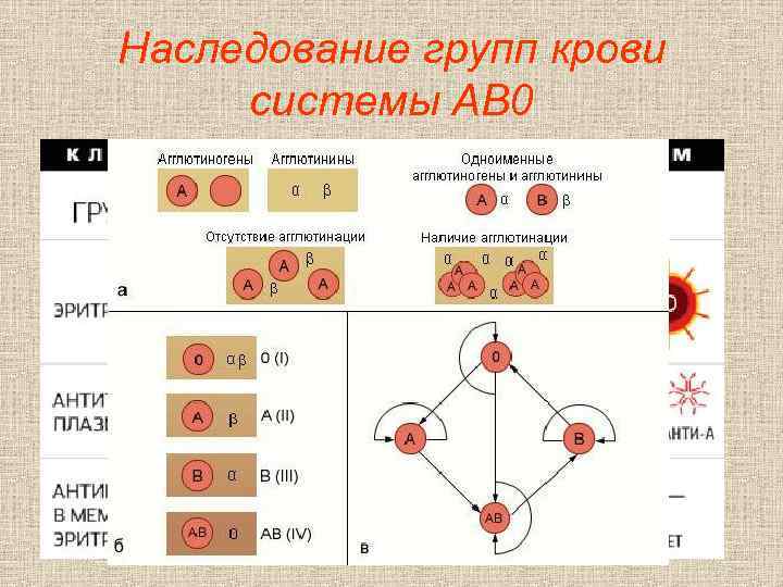 Наследование групп крови системы AB 0 