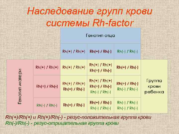 Наследование групп крови системы Rh-factor Rh(+)/Rh(+) и Rh(+)/Rh(-) - резус-положительная группа крови Rh(-)/Rh(-) -